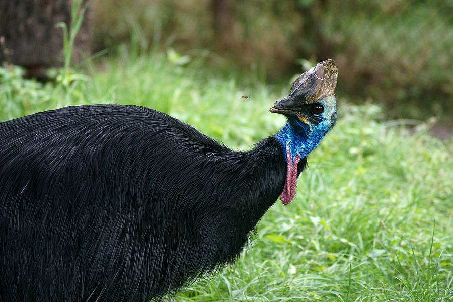 Cassowary vs. wasp Photograph by Sandro Riedmann - Fine Art America