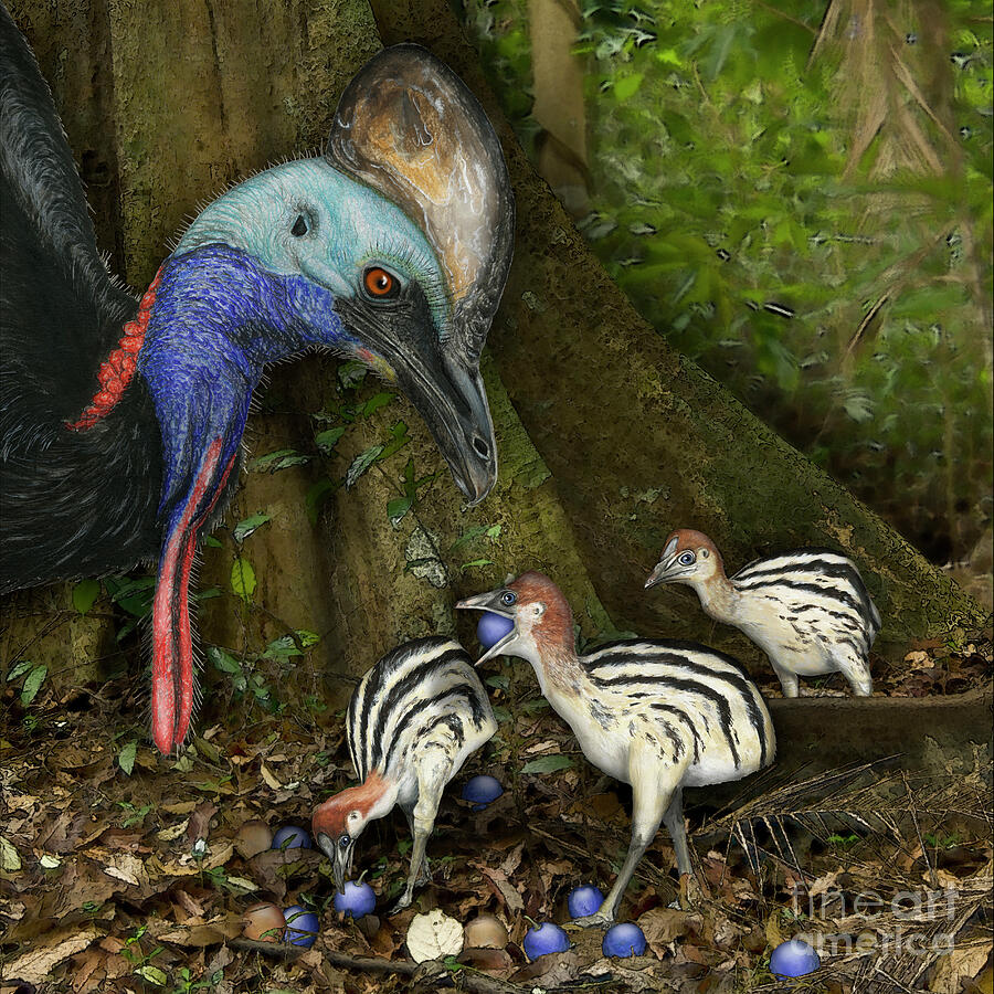 Cassowary With Chicks With Blue Quandong Fruit Painting