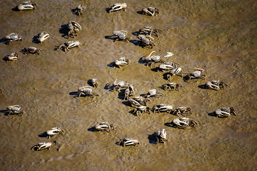 Cast Of Crabs Photograph by Cynthia Guinn - Fine Art America