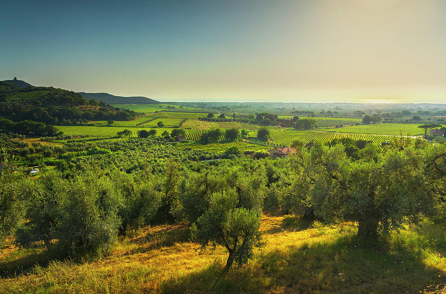 Castagneto Carducci panoramic view and Bolgheri vineyards. Tuscany Photograph by Stefano Orazzini