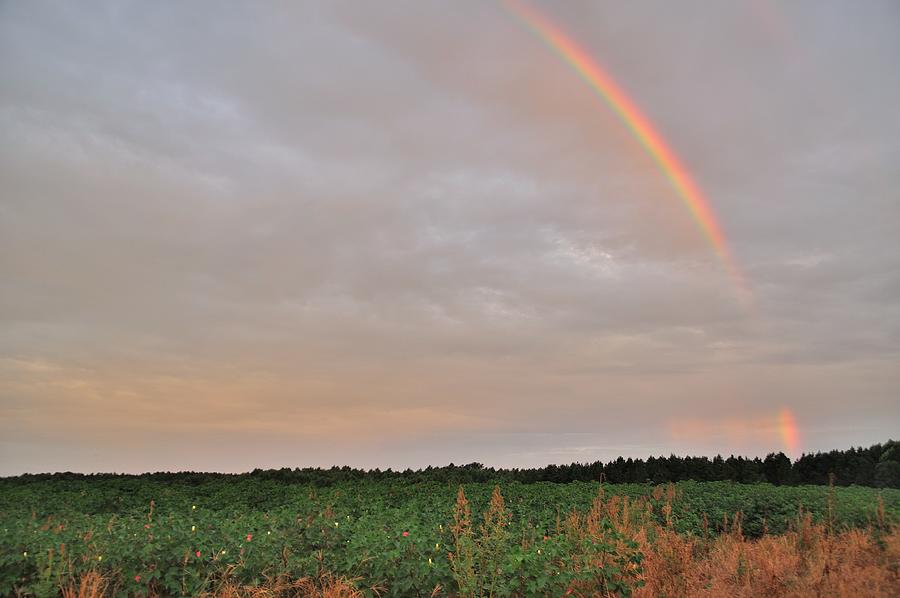 Castalia Rainbow Photograph by Eric Towell