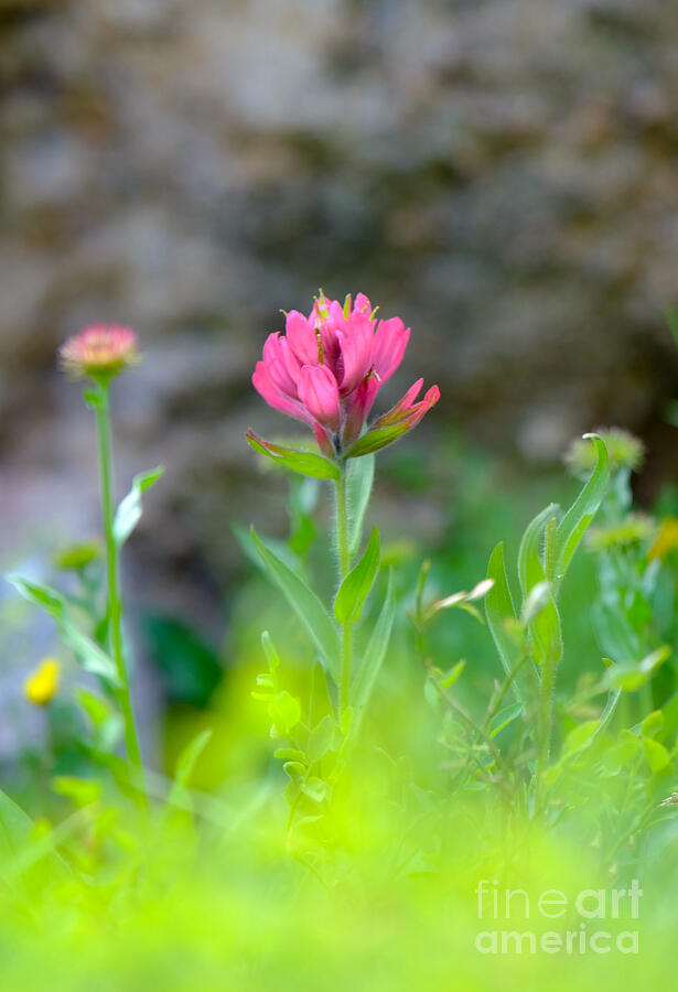 Castilleja Haze Photograph by Emily Caldwell Castilleja Haze Photograph by Emily Caldwell