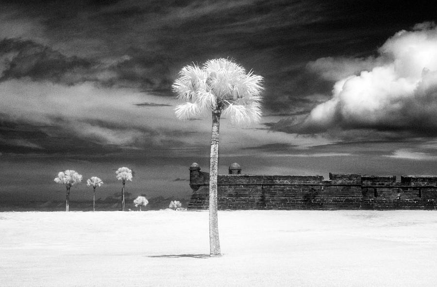 Castillo and Palm Trees Photograph by Jeffrey Holbrook