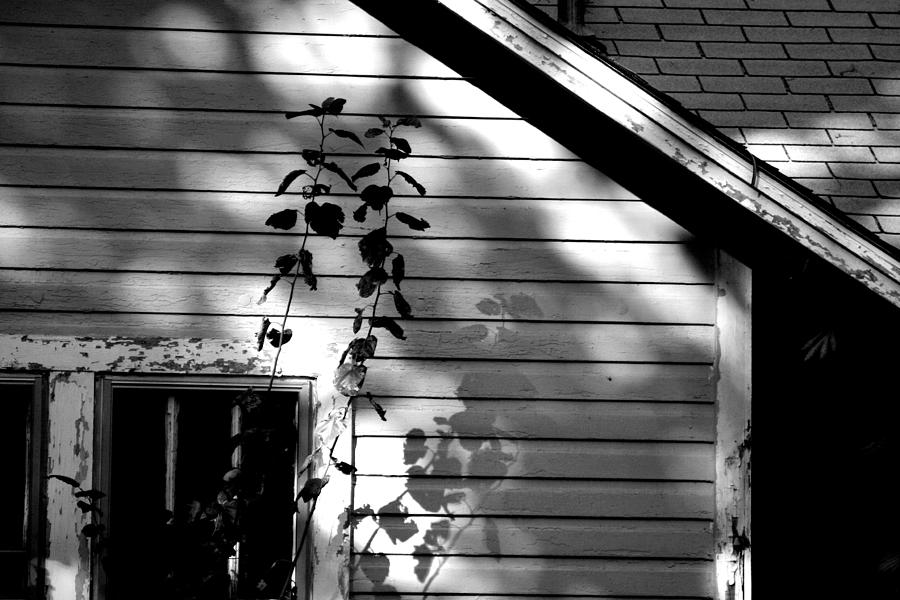 Casting Shadows Photograph by Toni Hopper
