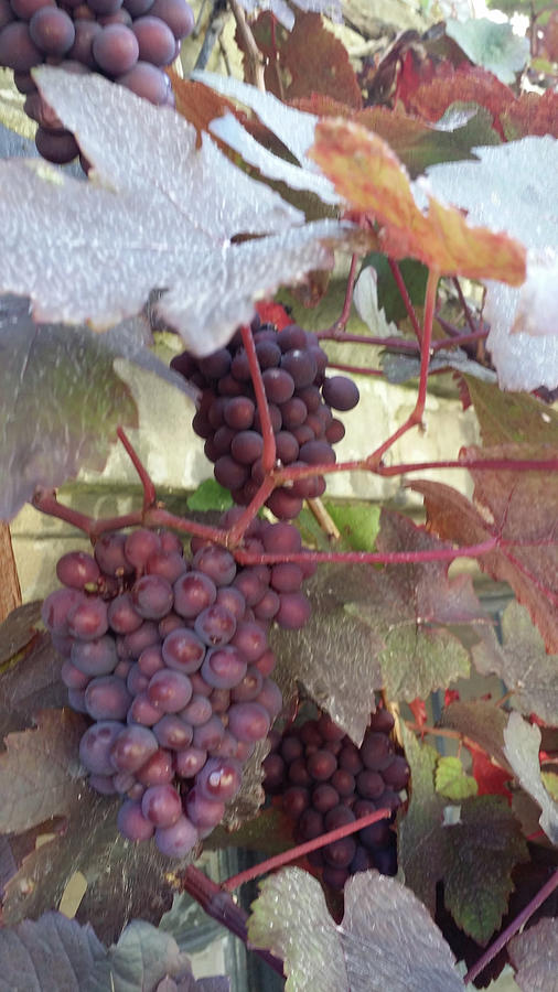 Castle Combe Grapes Photograph by Roxy Rich