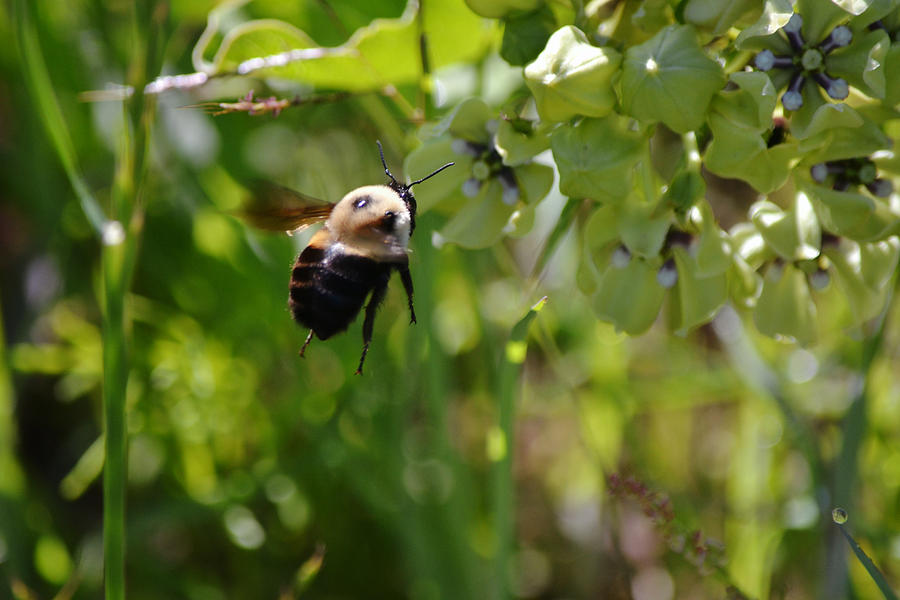 Casual Flyer Bumblebee Photograph