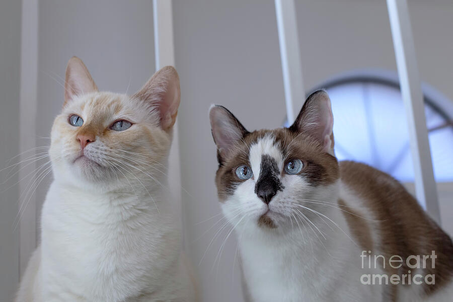 Cat Photograph - Cat Adoption Saves Lives by Elisabeth Lucas