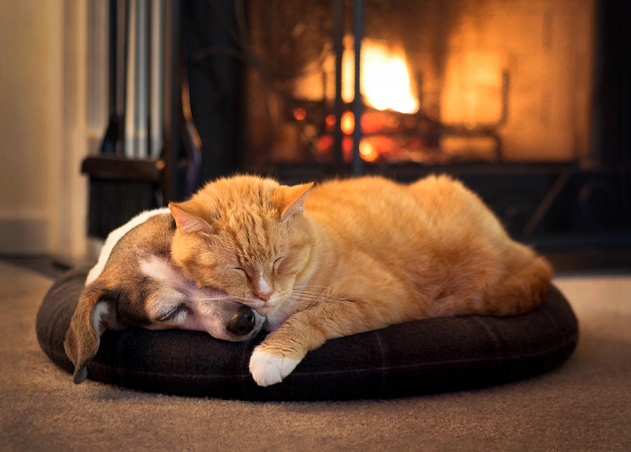 Cat And Dog By The Fireplace Photograph by Cscredon