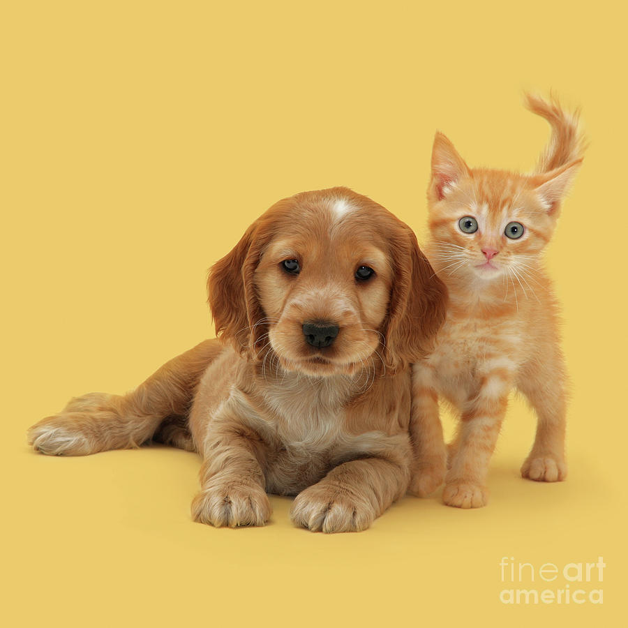 Cat and Dog Gingers Together Photograph by Warren Photographic