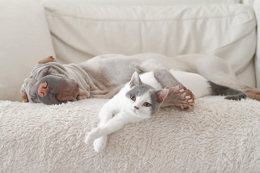 Cat and dog hugging on sofa Photograph by Anniepaddington