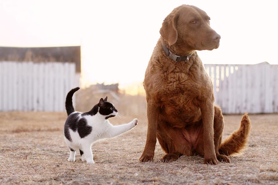 Cat and dog Photograph by Jessica Harms