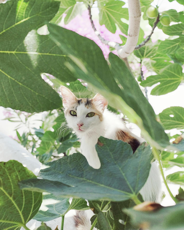 Cat and Fig Tree Photograph by Lupen Grainne