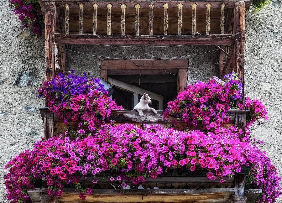 Cat and flowers Photograph by Roberto Pagani