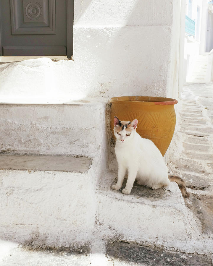 Cat and Gold Pot Photograph by Lupen Grainne