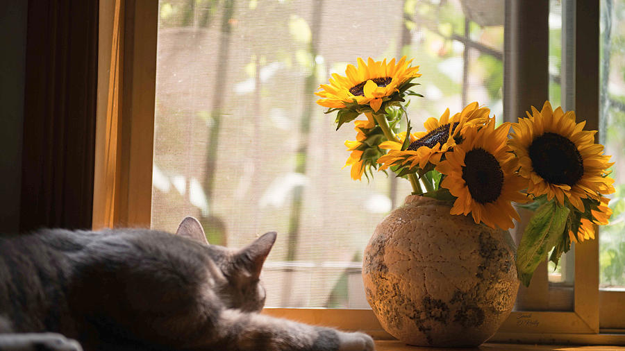 Cat And Sunflowers By Window Photograph by Sandi OReilly
