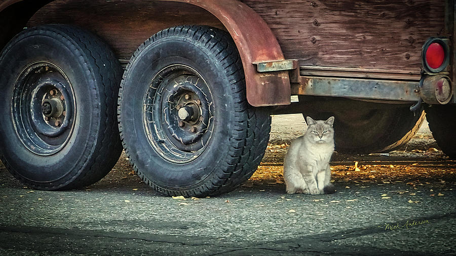 Cat and Trailer Photograph by Mick Anderson