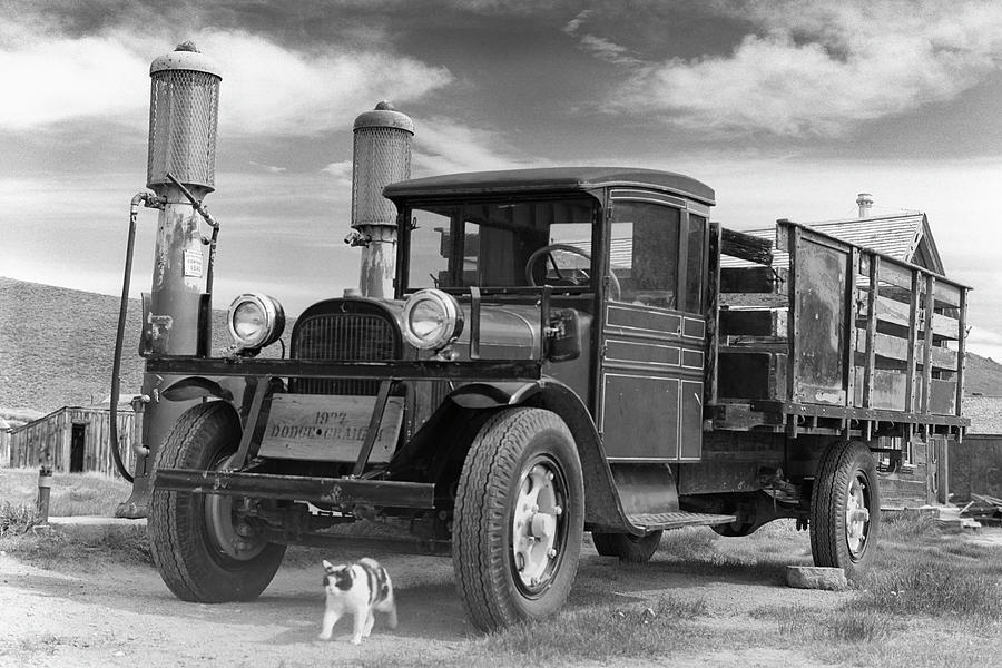 Cat and Truck Bodie Photograph by Joe Palermo