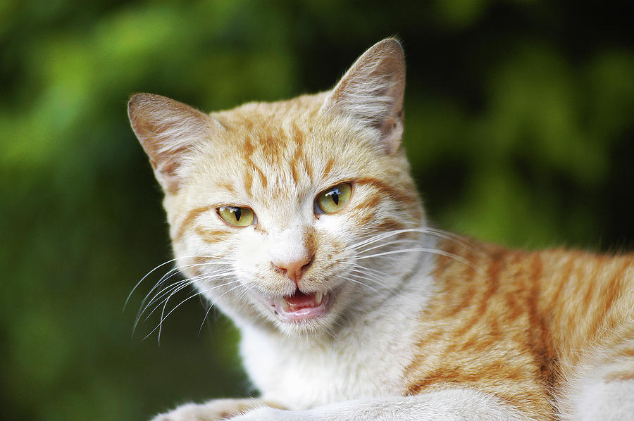 Cat, Animal Photograph by Shrikrishna Paranjpe - Fine Art America