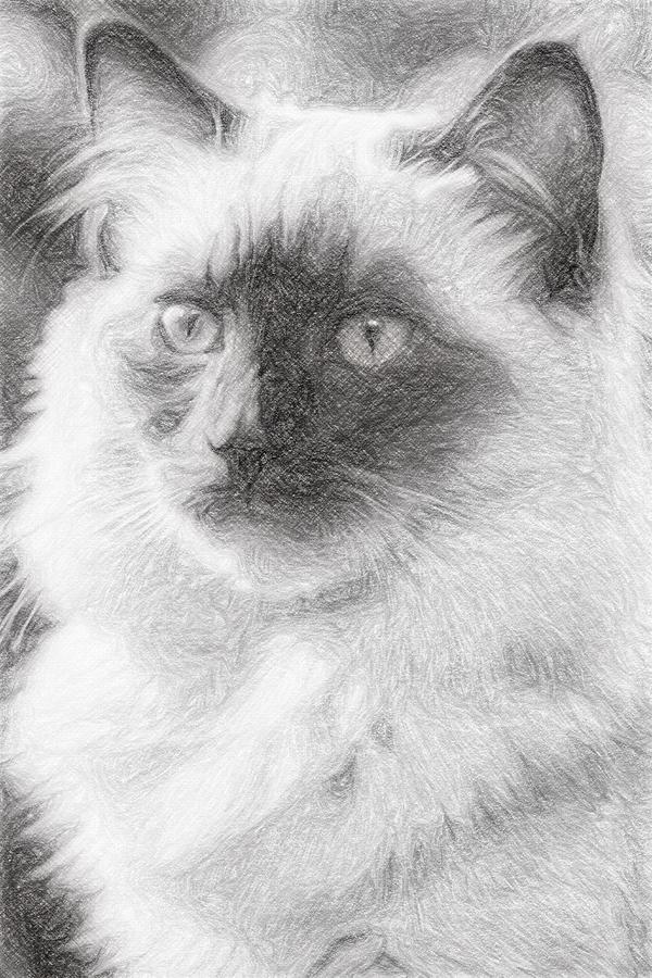 Cat Artwork Drawing by Leon Woods