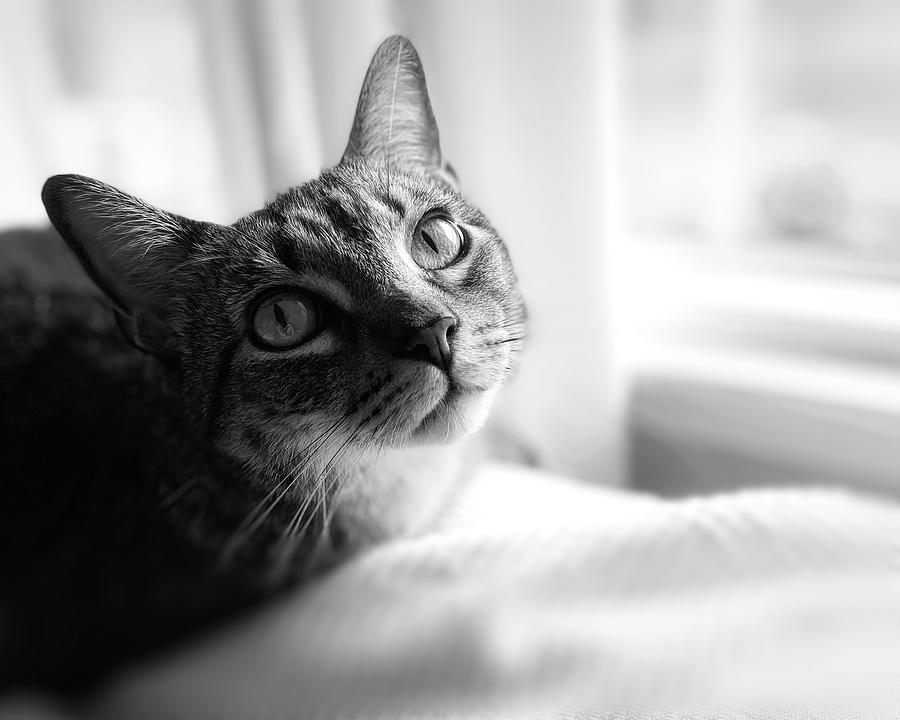 Cat At The Window Black And White Photograph