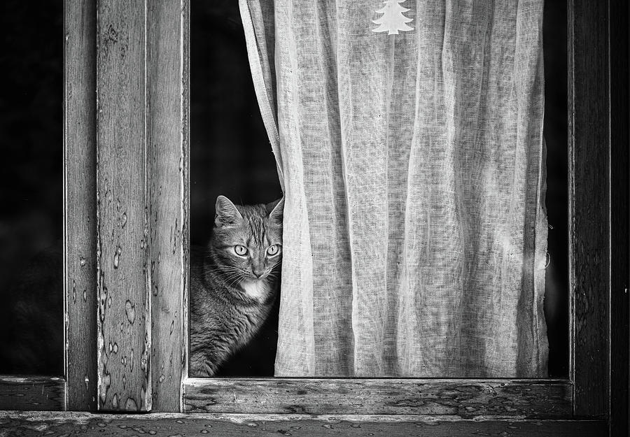 Cat Photograph - Cat At Window by Irene Salvador