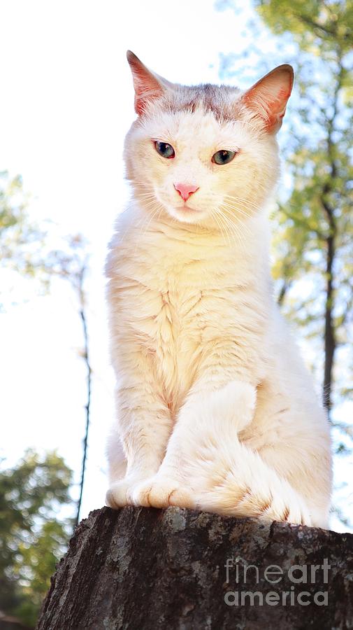 A White Cats Reverie On The Tree Trunk Photograph
