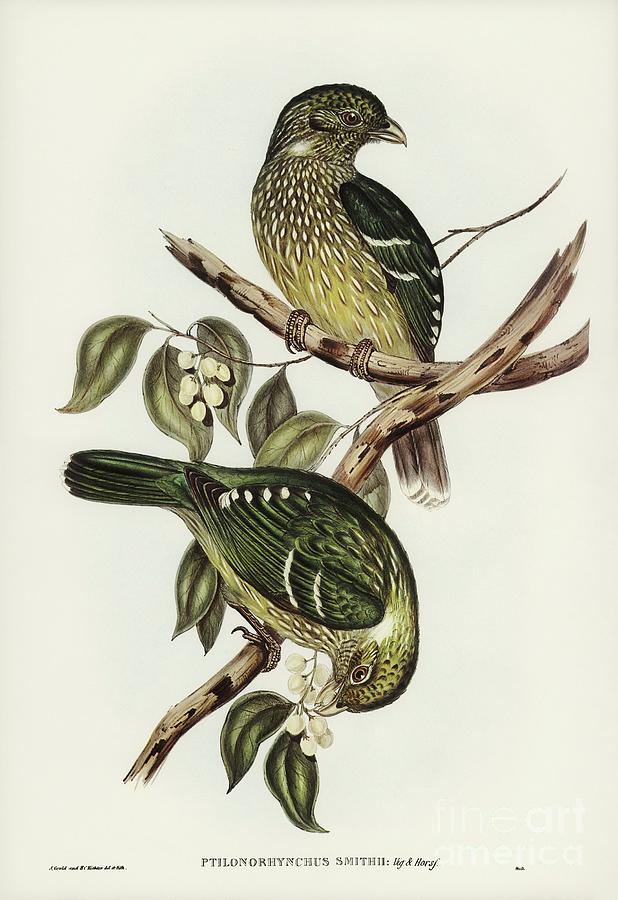 Cat Bird Ptilonorhynchus Smithii illustrated by Elizabeth Gould 1804-1841 for John Gould Painting by Shop Ability