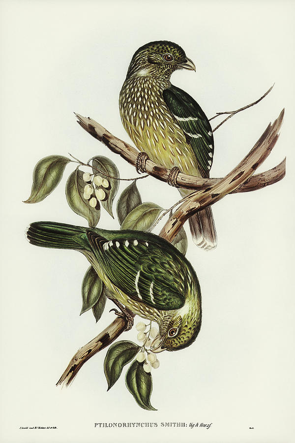 John Gould Drawing - Cat Bird, Ptilonorhynchus Smithii by John Gould