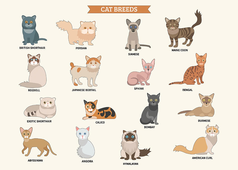 Cat breeds poster List of cat breeds sticker set Painting by Phillips ...