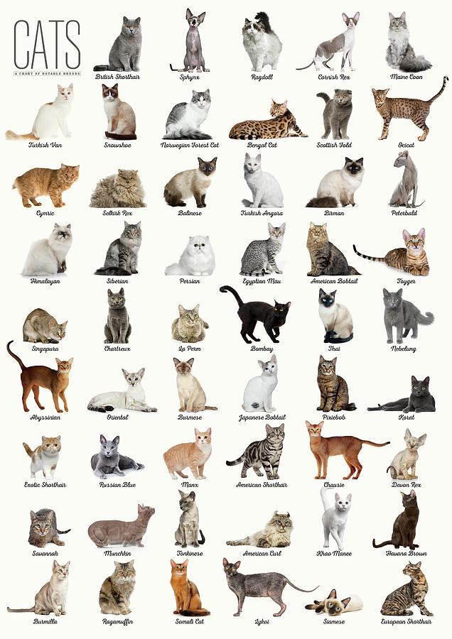 Aesthetic Cat Breeds | ubicaciondepersonas.cdmx.gob.mx