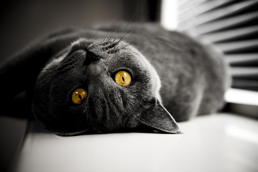 Cat British Shorthair yellow eyes in dark room Photograph by Kimeveruss