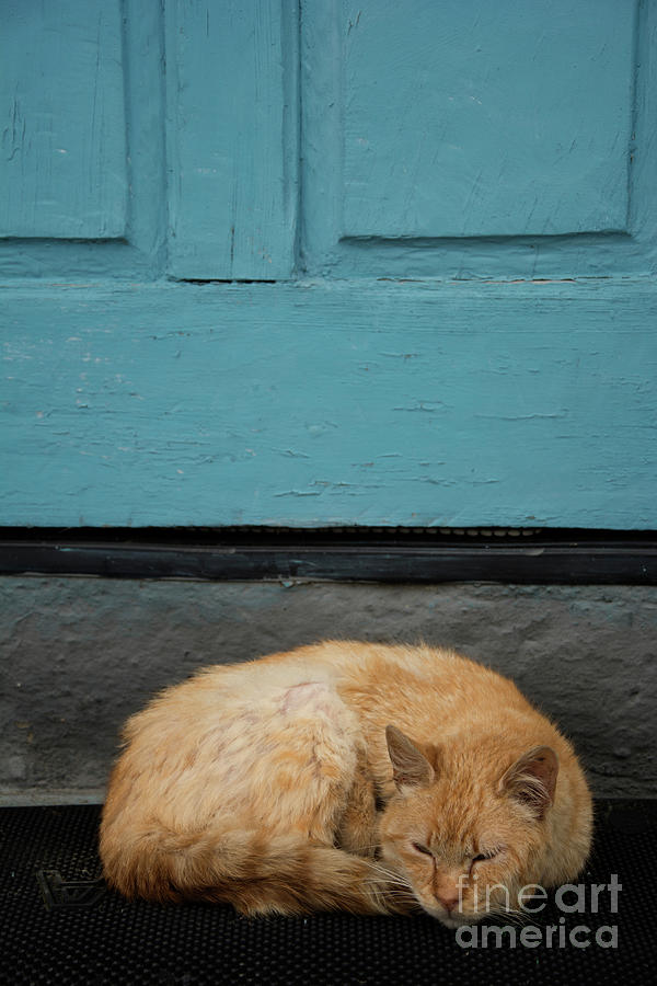 Cat Brown By A Blue Door Photograph