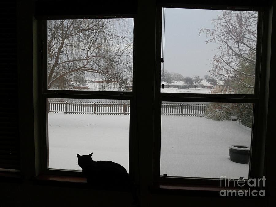 Cat by the Window  Photograph by On da Raks