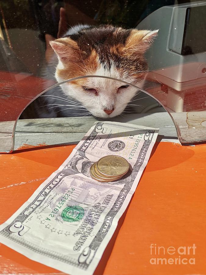 Cat cashier  Photograph by Natalia Wallwork