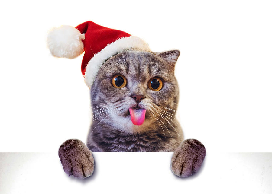 Christmas Photograph - Cat Christmas Tongue          by Johnnie Art