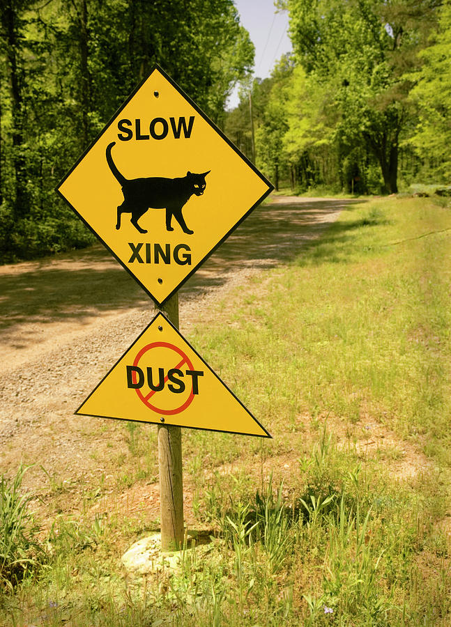 Cat Crossing Sign Photograph by Bob Pardue