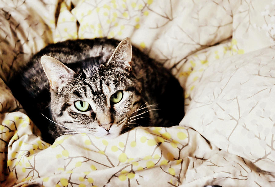 Cat Photograph - Cat Cushioning by Jamart Photography