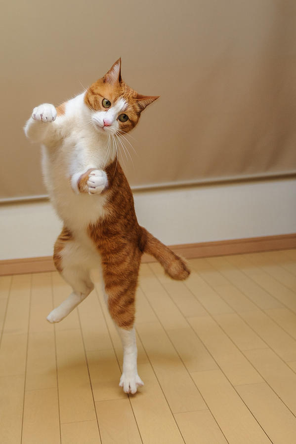 Cat dancing Photograph by Akimasa Harada