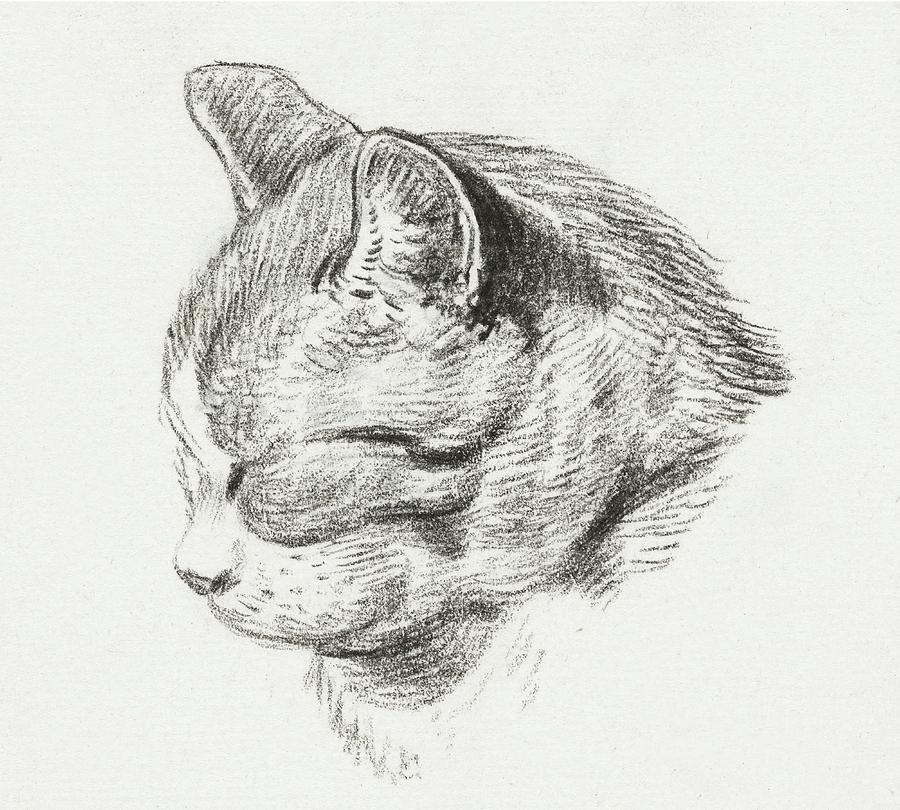 Cat Drawing 1 by Jean Bernard 1813 Drawing by Movie Poster Prints