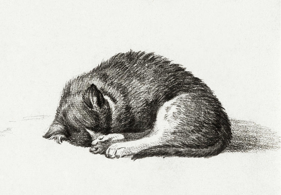 Cat Drawing 10 by Jean Bernard 1800 Drawing by Jean Bernard Duvivier