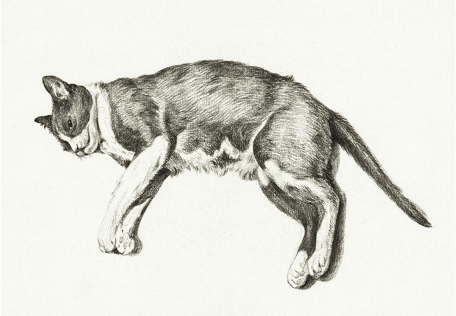 Cat Drawing 18 by Jean Bernard 1800 Drawing by Movie Poster Prints