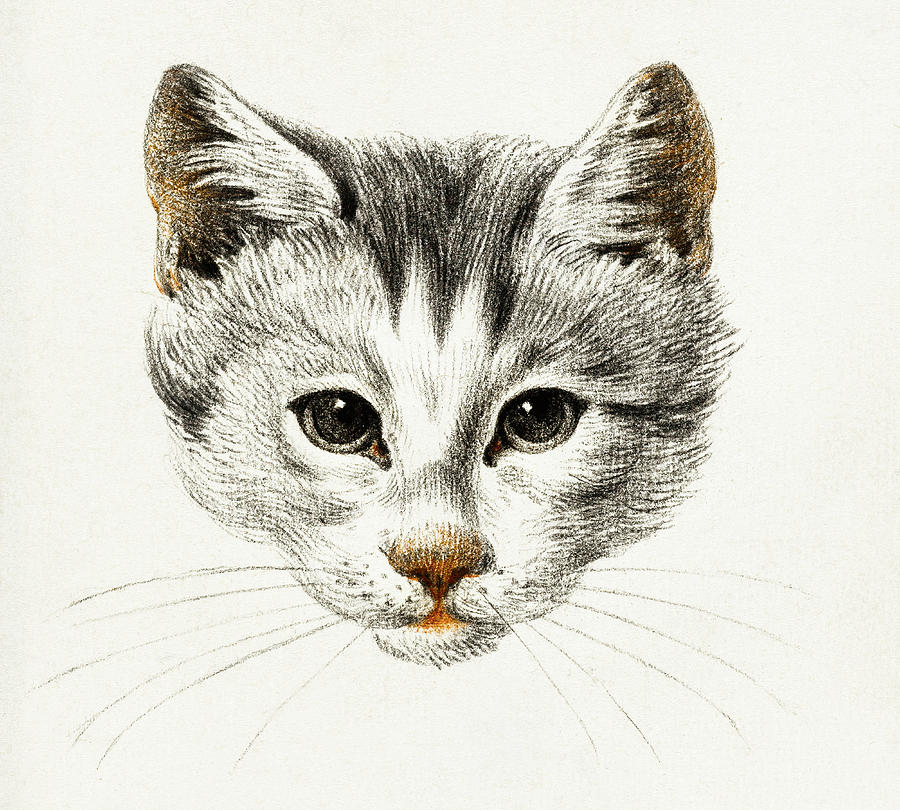 Cat Drawing 22 by Jean Bernard 1812 Drawing by Movie Poster Prints