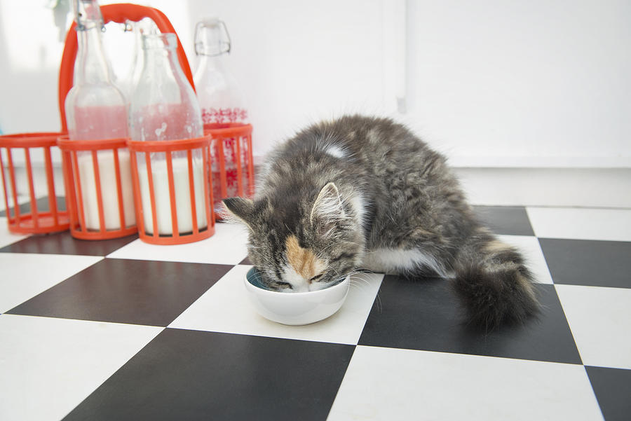 Cat drinking milk Photograph by Mieke Dalle