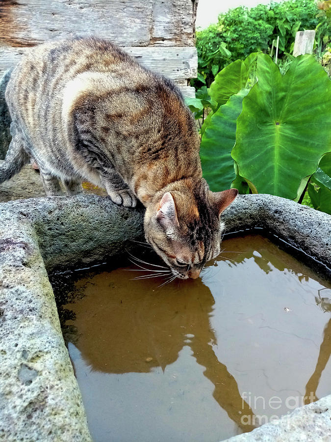 Cat drinking rainwater Photograph by Gaspar Avila