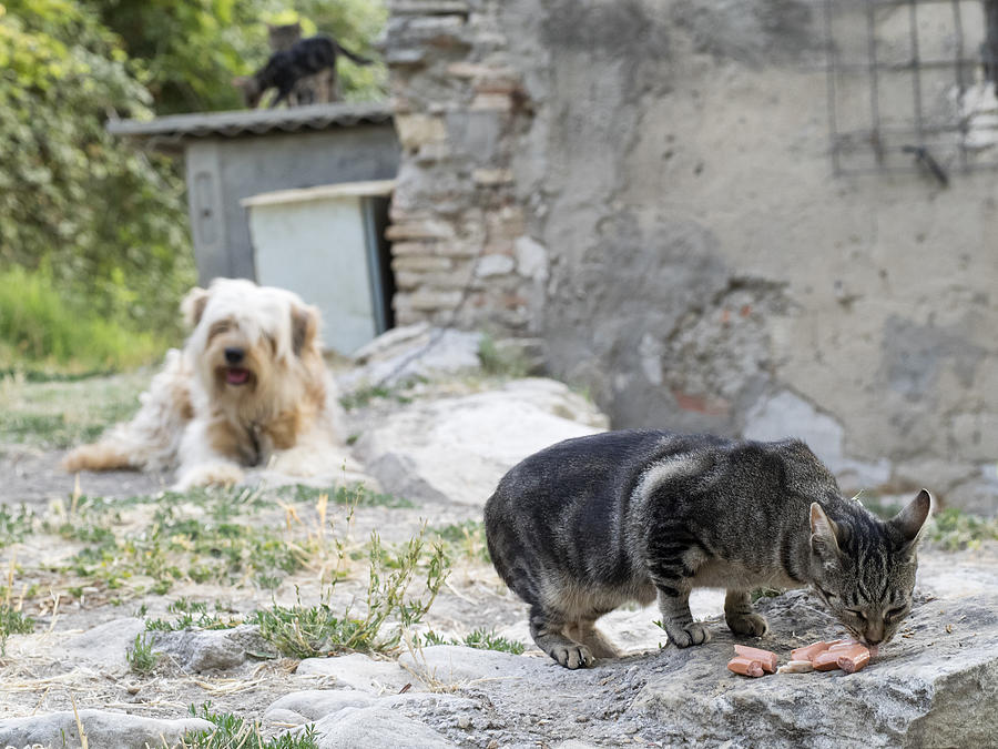 Cat eating sausages and guard dog together Photograph by Jose A. Bernat Bacete