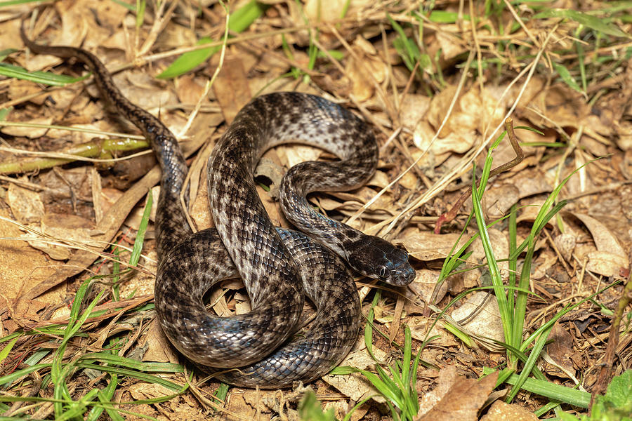 Cat-eyed Snake, Madagascarophis colubrinus, Miandrivazo Madagascar ...