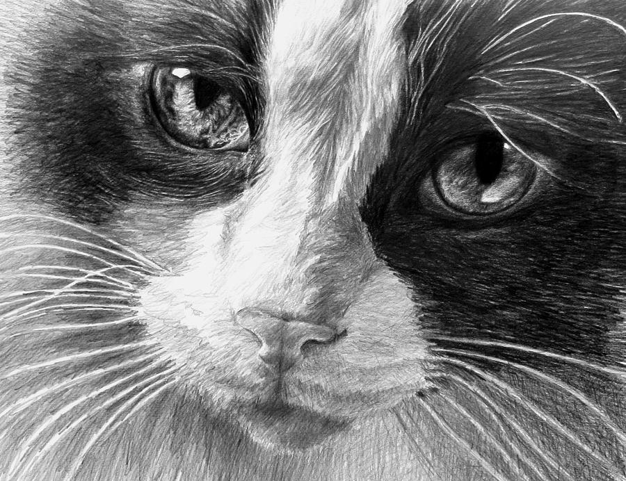 Cat Eyes Drawing by Carol Foerster - Fine Art America