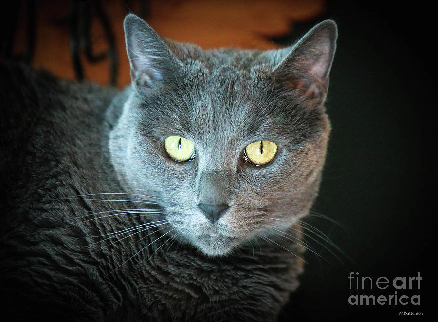 Cat Eyes Photograph by Veronica Batterson