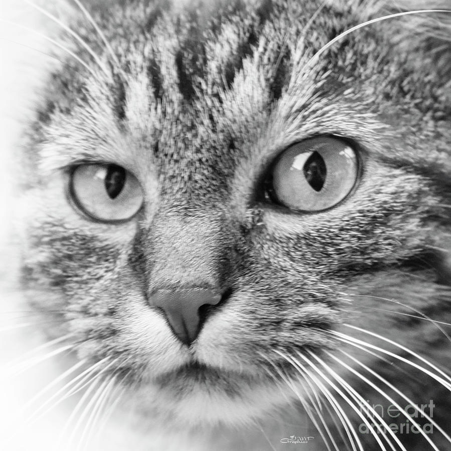 Cat Face Photograph by Jutta Maria Pusl