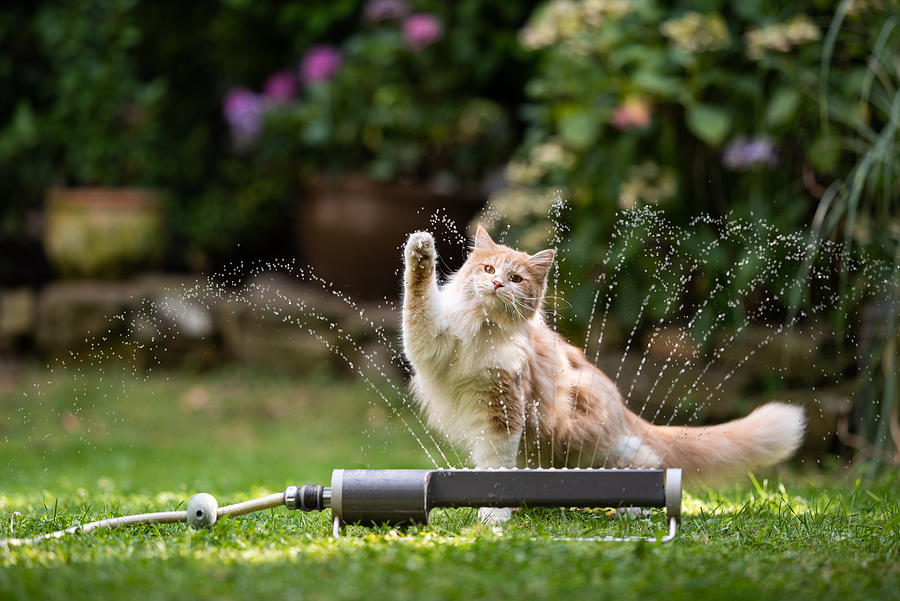 Cat Garden Lawn Sprinkler Photograph by Nils Jacobi